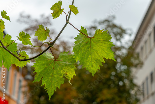 Green vine leaves sway gently against a blurred background of urban buildings in a tranquil afternoon