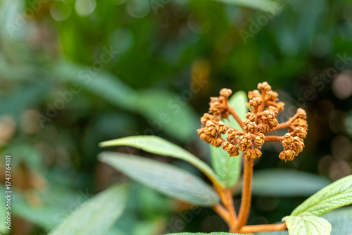 Beautiful close-up of a blooming plant with small golden flowers against a lush green backdrop in a serene garden setting