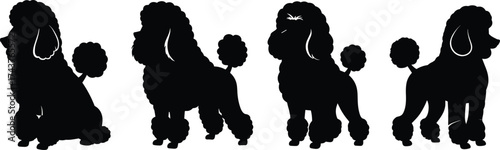 Elegant poodle silhouette vector illustration, black dog clipart, pet grooming design, stylish animal artwork, canine breed template, isolated graphic, decorative outline, artwork