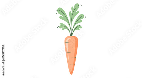 Vibrant Carrot Illustration with Fresh Green Top on White Background.