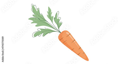 Fresh carrot with green leaves isolated on white background healthy food.