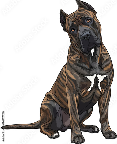Presa Canario dog sitting with tilted head curious vector illustration
