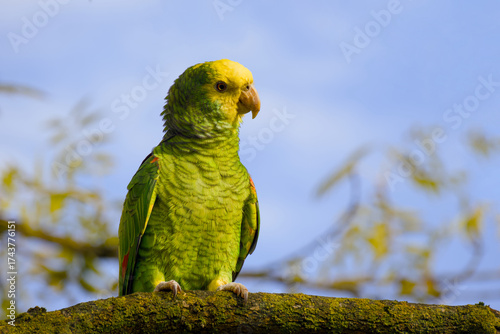 Wallpaper Mural Yellow-headed amazon perching on a tree branch captured close-up Torontodigital.ca