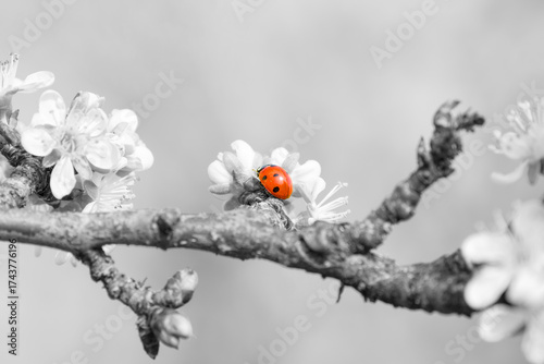 Wallpaper Mural Close-up of red ladybug on monochrome flowering branch creating strong visual contrast Torontodigital.ca