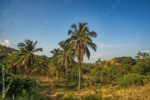 Wallpaper Mural Tropical tree plantation Torontodigital.ca