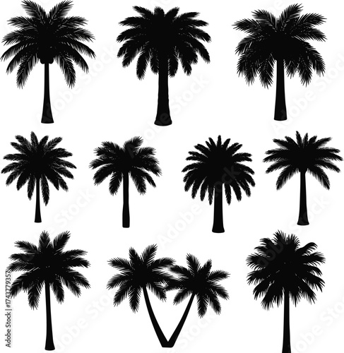 Isolated a kinds of deferent Palm tree silhouettes. black palm tree shapes vector art with white background.