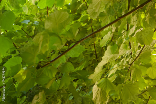 Dense green linden leaves on branches filling the entire frame, creating a lush leafy background.