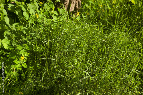 Lush green grass with a few celandine plants on the side and a tree trunk in the background, bathed in summer sunlight.