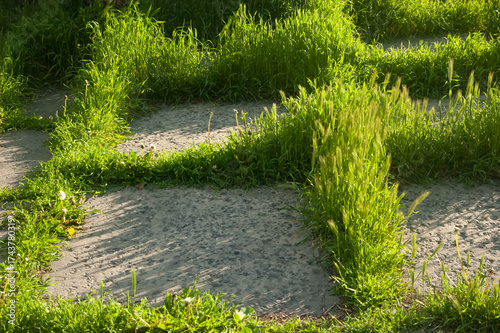 Sunlit concrete tiles with dense green grass growing through the seams, showing a long-abandoned, overgrown area.