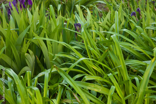 Dense green leaves with a few purple flowers
