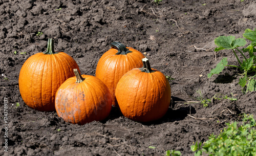 four bright orange pumpkins lying on freshly tilled soil in a sunny garden during autumn harvest season