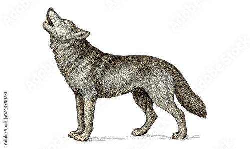 Detailed hand drawn howling wolf art on white background