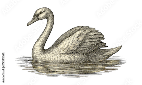 Detailed hand drawn swan on water with intricate feather texture