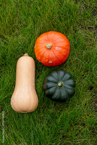 Three pumpkins of different varieties lie on green grass, top view.  Autumn harvest.