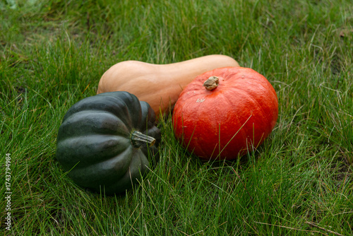 Three pumpkins of different varieties lie on green grass. Autumn harvest.