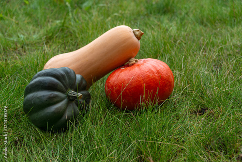 Three pumpkins of different varieties lie on green grass. Autumn harvest.