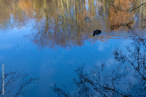 , wild duck swimming through the water leaving ripples on a clear day. Reflection of trees on water.