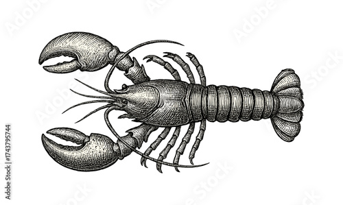 Detailed vintage engraving of a lobster in black and white