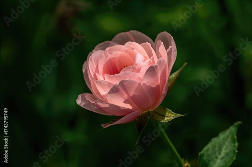 Wallpaper Mural Flower With Pink Petals Against a Green Backdrop Torontodigital.ca
