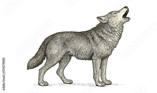 Detailed ink drawing of a howling wolf with realistic fur texture