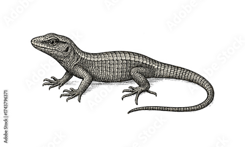 Detailed hand-drawn lizard illustration featuring intricate linework and textured skin patterns