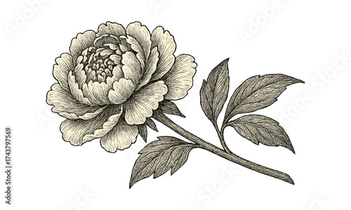 Detailed ink drawing of a peony flower with leaves in vintage style