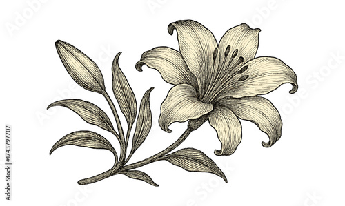 Vintage floral line art drawing of a lily with leaves and buds