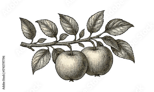 Vintage botanical style apple branch illustration with leaves