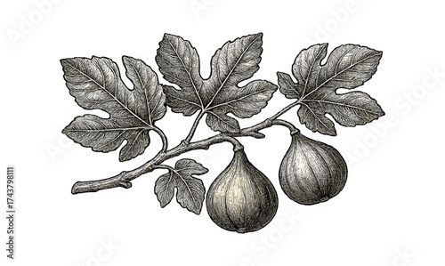 Intricate vintage fig tree branch with leaves and fruits engraving art