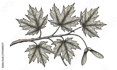 Detailed botanical drawing of maple leaves with seed pod