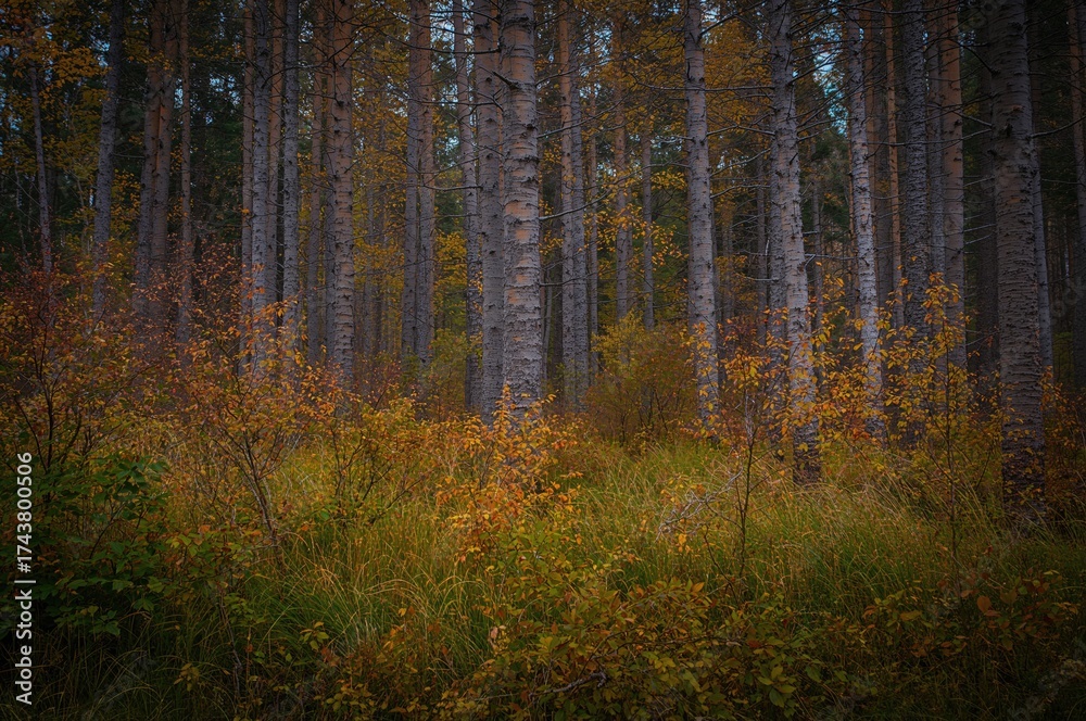 Fototapeta premium Forest Vine Maples change hues during autumn in the Cascade region at a protected natural area managed by a land trust in the Pacific Northwest.