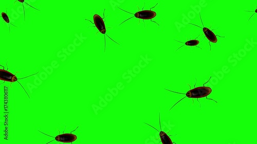 Animated video of cockroaches walking on a green background, 2D, art, insect.