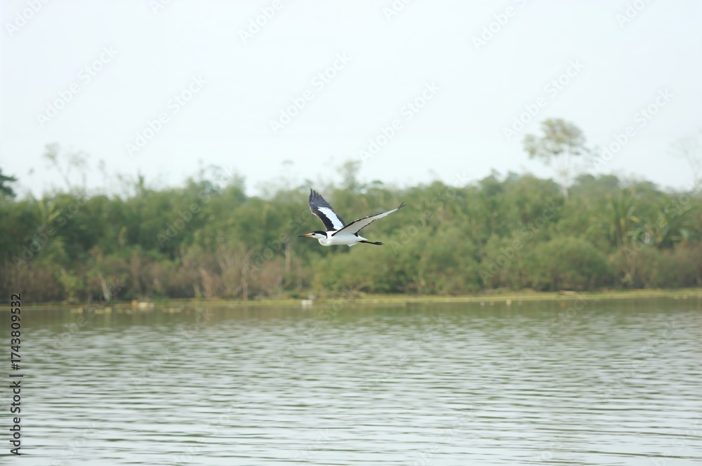 Fototapeta premium Asian Darter Soaring Over a Freshwater Lake at Dawn