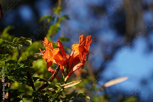 Cape honeysuckle, or Tecoma capensis orange red flowers in Glyfada, Attica, Greece