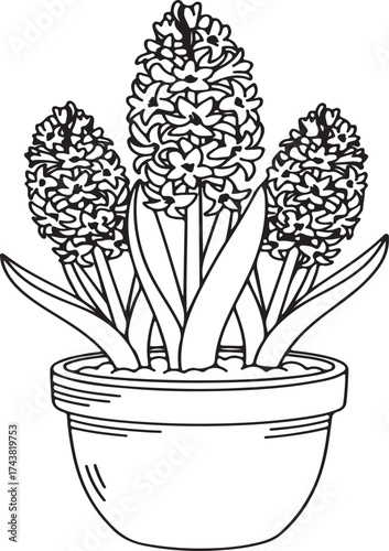 Three Hyacinth Flowers in a Pot Line Art Illustration plant potted