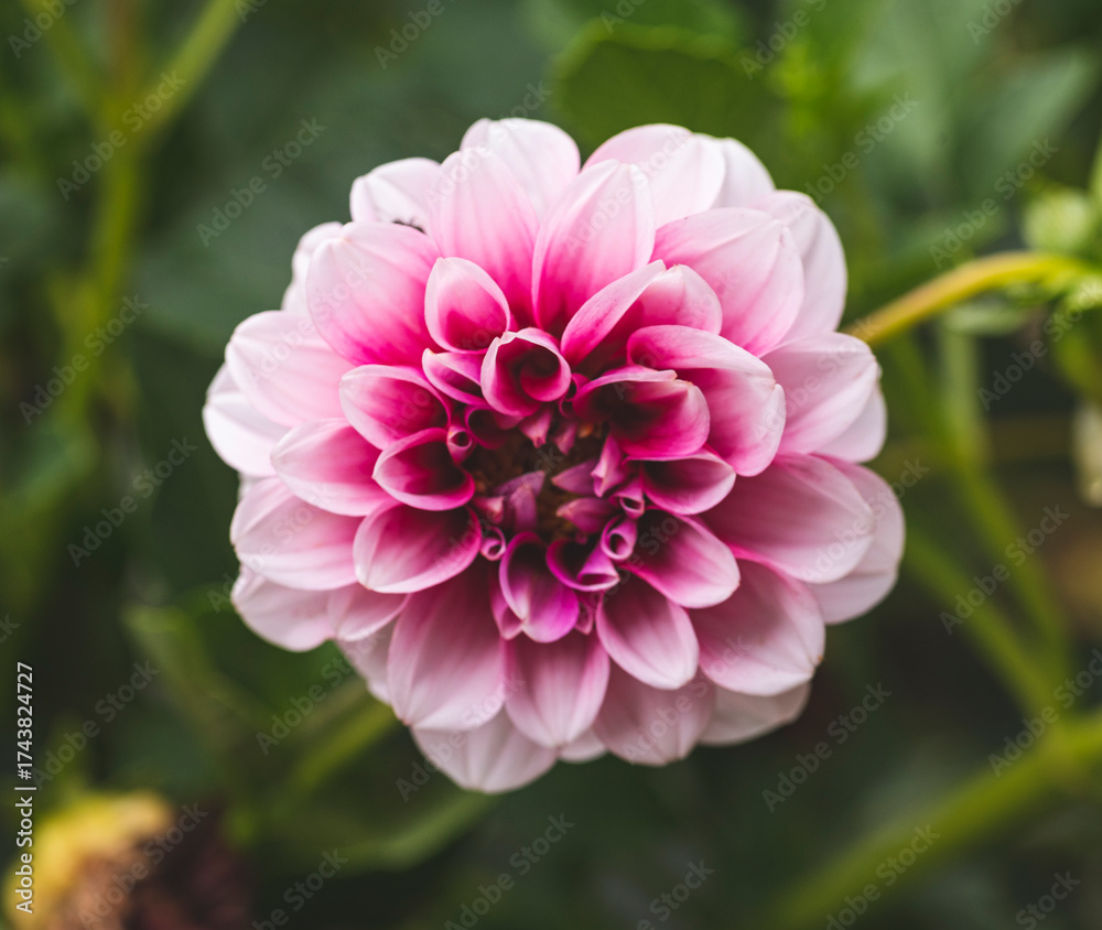 Obraz premium Macro photography of Dahlia flower.