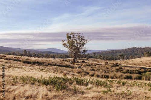 Ellendale Landscape in Tasmania Australia