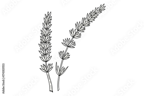 Vector art of continuous line drawing of lavender for aromatherapy and herbal medicine
