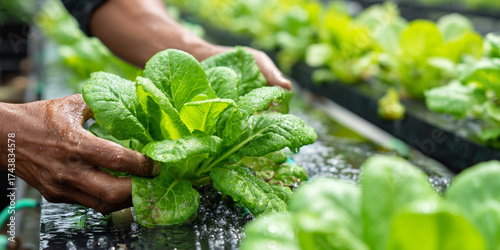 Fresh lettuce harvesting showcases hands gently picking vibrant greens, reflecting joy of gardening and sustainable practices