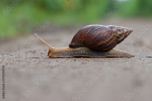 Land snails from the Phylum Mollusca family, captured crawling on Ground on a green background, copy space.