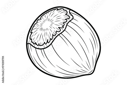 Illustration of a hazelnut, a popular nut used in various culinary applications