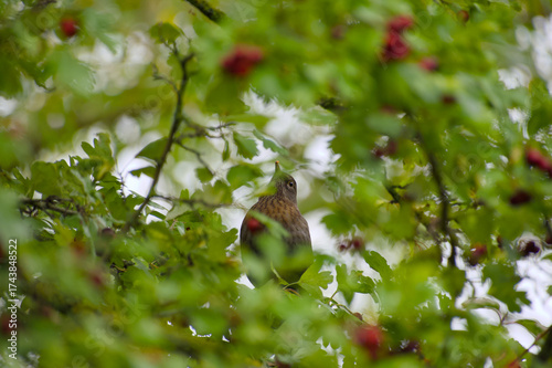 Wallpaper Mural Female blackbird hiding quietly among green leaves in natural habitat Torontodigital.ca