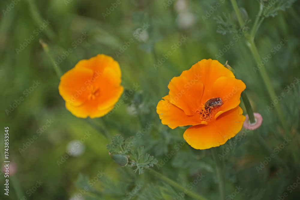 Fototapeta premium Rosenkäfer