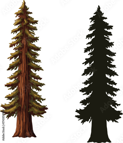 Coniferous tree, redwood illustration, sequoia silhouette, forest comparison, botanical study, tree anatomy, foliage texture, nature art, evergreen species, sparse branches, woodland 