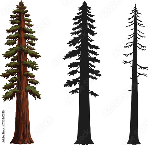 Coniferous tree, redwood illustration, sequoia silhouette, 
