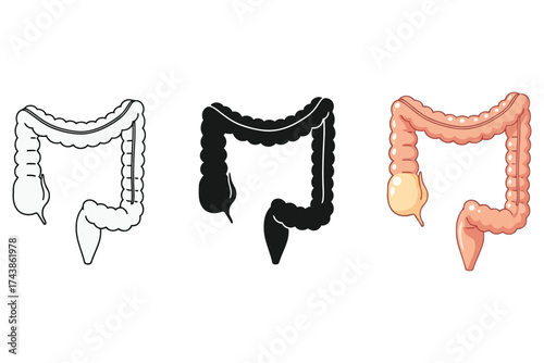Illustration of the human colon, , showcasing its anatomy and digestive function