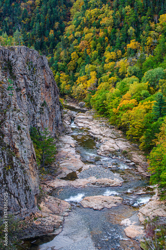 stream in the forest