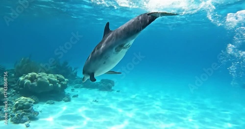 Wallpaper Mural Graceful oceanic mammal swimming freely through crystal-clear azure waters, showcasing natural elegance and fluid movement in its wild habitat. no data Torontodigital.ca