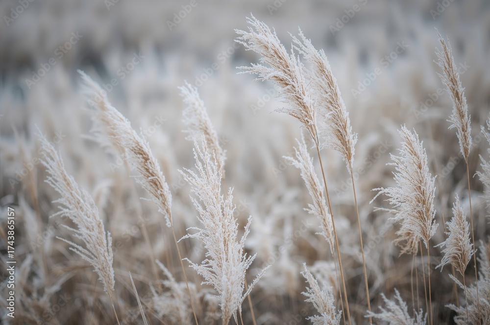 Fototapeta premium Blurred bokeh backdrop featuring frosty Cortaderia selloana plants and dry reeds in a boho aesthetic. Ice patterns on early frost. Observing nature.