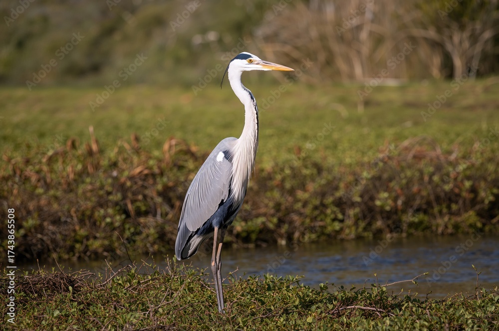 Fototapeta premium Heron with a White Neck in a Coastal Habitat